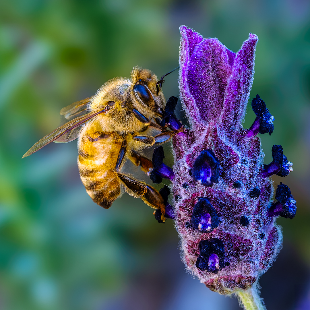 Fanfare for the Common Bee