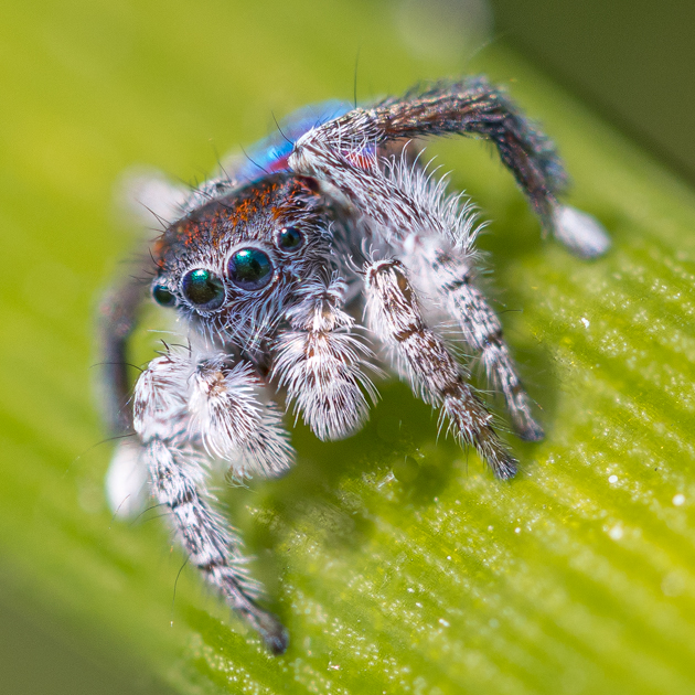 peacock spider