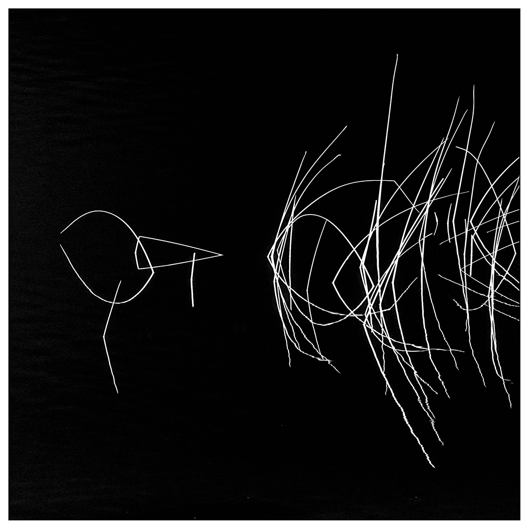 Face off between Bird and Fish